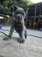 Bane, a male Cane Corso for sale in San Jose, CA – 2 of 10