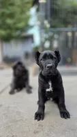 Thanos, a male Cane Corso for sale in San Jose, CA – Photo 4 of 10