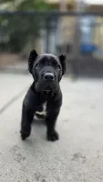 Thanos, a male Cane Corso for sale in San Jose, CA – Photo 1 of 10