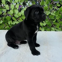 Thanos, a male Cane Corso for sale in San Jose, CA – Photo 6 of 10