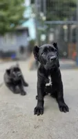 Thanos, a male Cane Corso for sale in San Jose, CA – Photo 3 of 10