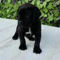 Thanos, a male Cane Corso for sale in San Jose, CA – Photo 7 of 10