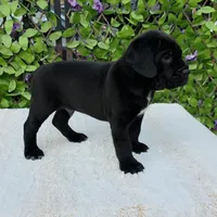 Thanos, a male Cane Corso for sale in San Jose, CA – Photo 5 of 10