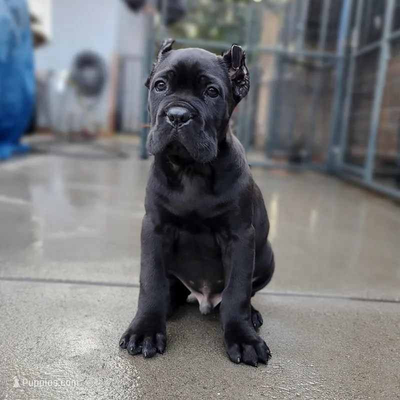 Midnight - Beige Collar