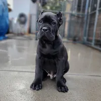 Midnight - Beige Collar, a male Cane Corso for sale in San Jose, CA – Photo 1 of 9