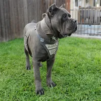 Midnight - Beige Collar, a male Cane Corso for sale in San Jose, CA – Photo 7 of 9