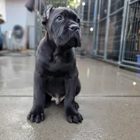 Midnight - Beige Collar, a male Cane Corso for sale in San Jose, CA – Photo 4 of 9