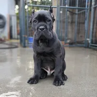 Midnight - Beige Collar, a male Cane Corso for sale in San Jose, CA – Photo 2 of 9