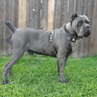 Midnight - Beige Collar, a male Cane Corso for sale in San Jose, CA – Photo 6 of 9