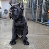 Midnight - Beige Collar, a male Cane Corso for sale in San Jose, CA – Photo 5 of 9