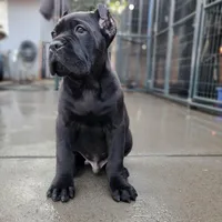 Midnight - Beige Collar, a male Cane Corso for sale in San Jose, CA – Photo 3 of 9