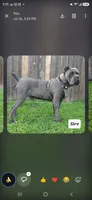 Bane, a male Cane Corso for sale in San Jose, CA – 8 of 8