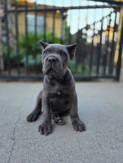 Bane, a male Cane Corso for sale in San Jose, CA – 6 of 10