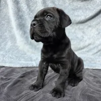 Male A, a male Cane Corso for sale in San Jose, CA – Photo 3 of 7