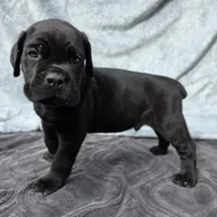 Male A, a male Cane Corso for sale in San Jose, CA – Photo 6 of 7