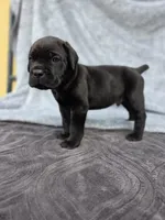 Male A, a male Cane Corso for sale in San Jose, CA – Photo 7 of 7