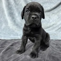 Male A, a male Cane Corso for sale in San Jose, CA – Photo 4 of 7