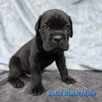 Male A, a male Cane Corso for sale in San Jose, CA – Photo 2 of 7