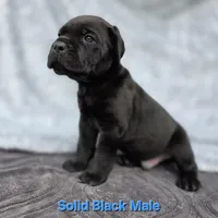 Male A, a male Cane Corso for sale in San Jose, CA – Photo 5 of 7