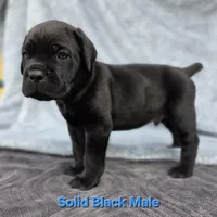 Male A, a male Cane Corso for sale in San Jose, CA – Photo 1 of 7