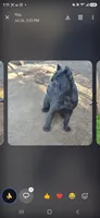 Bane, a male Cane Corso for sale in San Jose, CA – 7 of 8