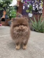 Poppi AKC , a male Pomeranian for sale in San Jose, CA – 9 of 10