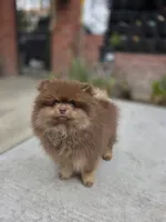 Poppi AKC , a male Pomeranian for sale in San Jose, CA – 3 of 10