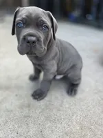 Bane, a male Cane Corso for sale in San Jose, CA – 3 of 8