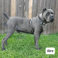 Bane, a male Cane Corso for sale in San Jose, CA – 8 of 10