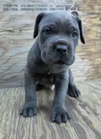 Bane, a male Cane Corso for sale in San Jose, CA – 4 of 8