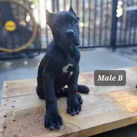 Male B, a male Cane Corso for sale in San Jose, CA – Photo 1 of 4