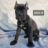 Male B, a male Cane Corso for sale in San Jose, CA – Photo 4 of 4