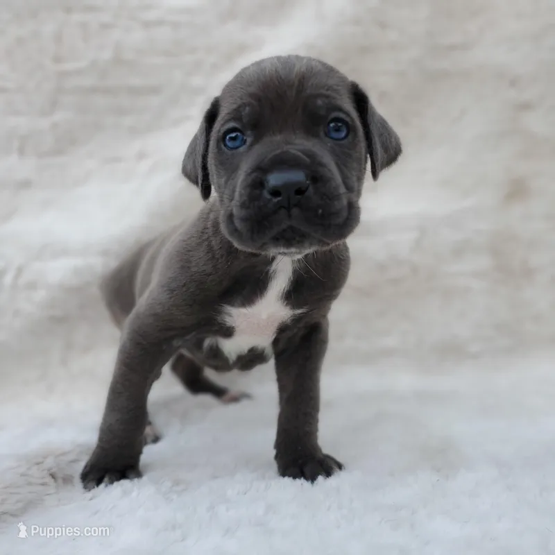 Nova, a female Cane Corso for sale in San Jose, CA – Photo 1 of 8