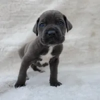 Nova, a female Cane Corso for sale in San Jose, CA – Photo 1 of 8