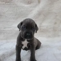 Nova, a female Cane Corso for sale in San Jose, CA – Photo 4 of 8