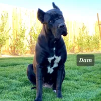 Nova, a female Cane Corso for sale in San Jose, CA – Photo 6 of 8
