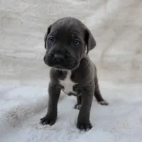 Nova, a female Cane Corso for sale in San Jose, CA – Photo 2 of 8