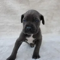 Nova, a female Cane Corso for sale in San Jose, CA – Photo 5 of 8
