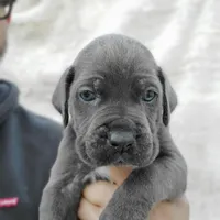 Nova, a female Cane Corso for sale in San Jose, CA – Photo 3 of 8
