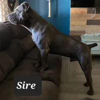 Nova, a female Cane Corso for sale in San Jose, CA – Photo 7 of 8