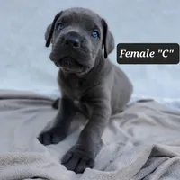 Female C, a female Cane Corso for sale in San Jose, CA – Photo 10 of 10