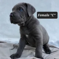 Female C, a female Cane Corso for sale in San Jose, CA – Photo 2 of 10