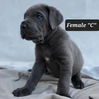 Female C, a female Cane Corso for sale in San Jose, CA – Photo 4 of 10