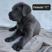 Female C, a female Cane Corso for sale in San Jose, CA – Photo 3 of 10