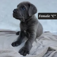 Female C, a female Cane Corso for sale in San Jose, CA – Photo 9 of 10