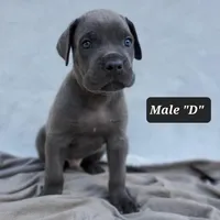Male D, a male Cane Corso for sale in San Jose, CA – Photo 2 of 10