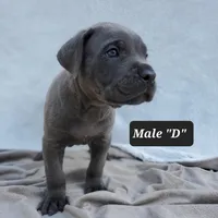 Male D, a male Cane Corso for sale in San Jose, CA – Photo 5 of 10