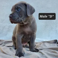 Male D, a male Cane Corso for sale in San Jose, CA – Photo 3 of 10
