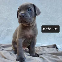 Male D, a male Cane Corso for sale in San Jose, CA – Photo 1 of 10