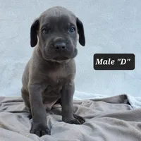 Male D, a male Cane Corso for sale in San Jose, CA – Photo 6 of 10
